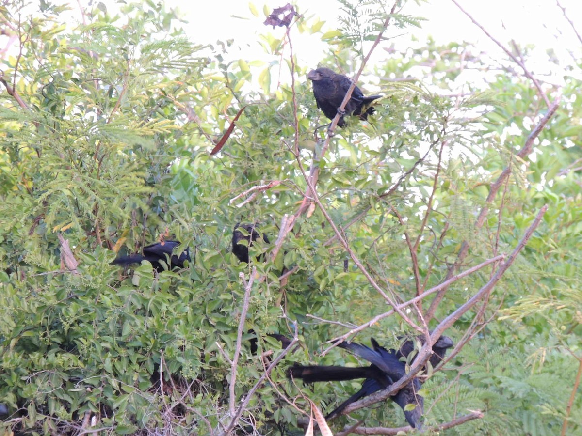 Smooth-billed Ani - ML547086421