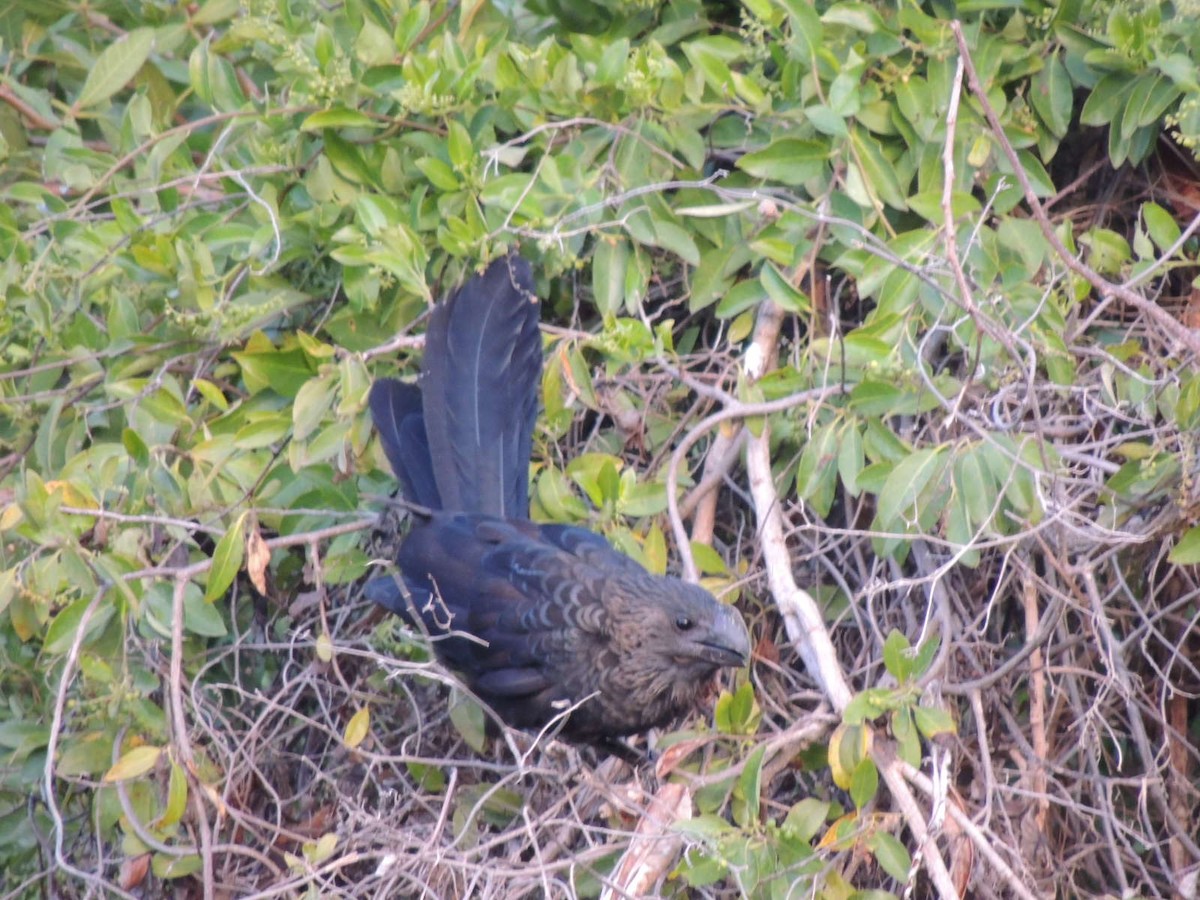 Smooth-billed Ani - ML547086441