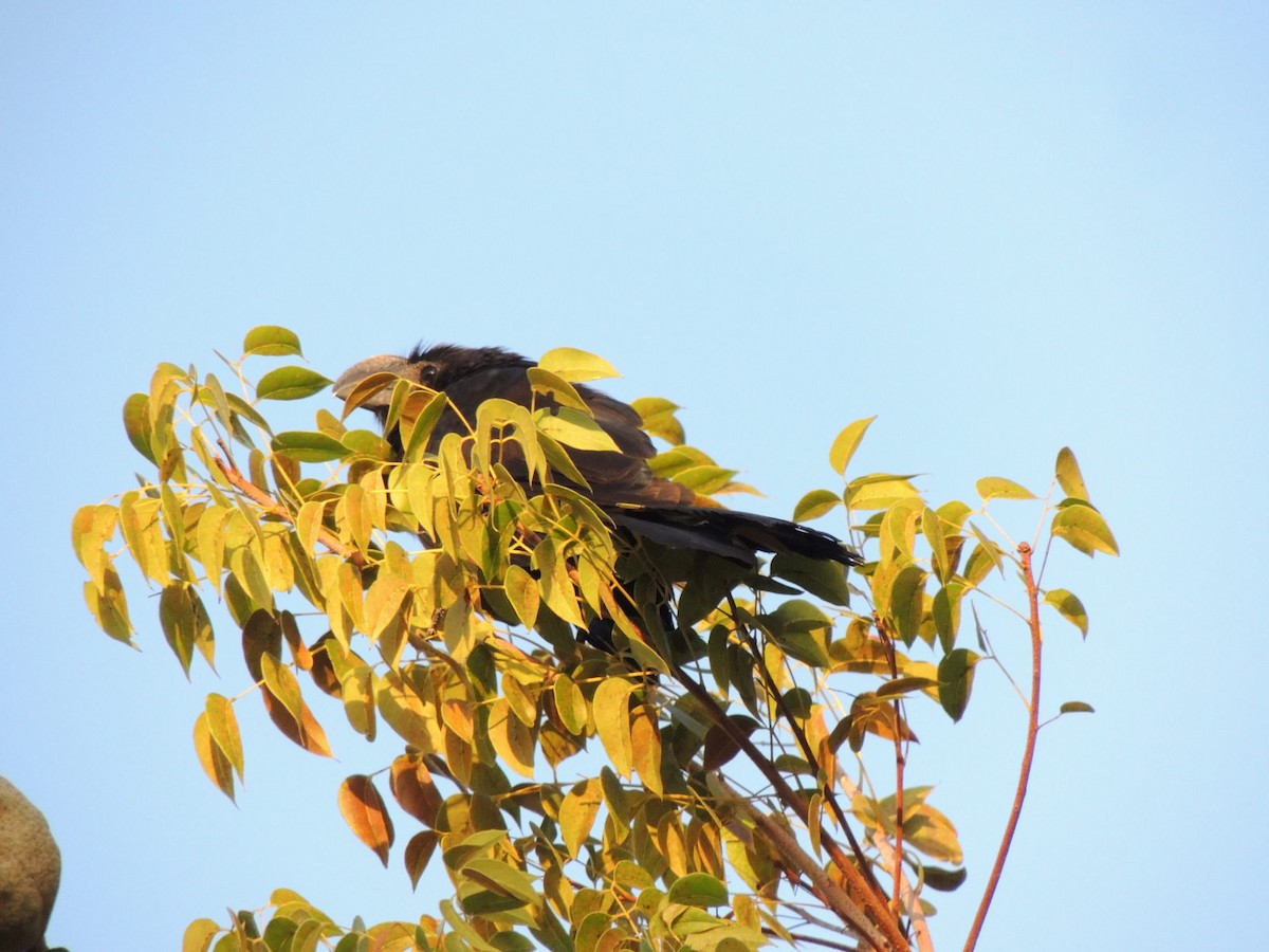 Smooth-billed Ani - ML547086521