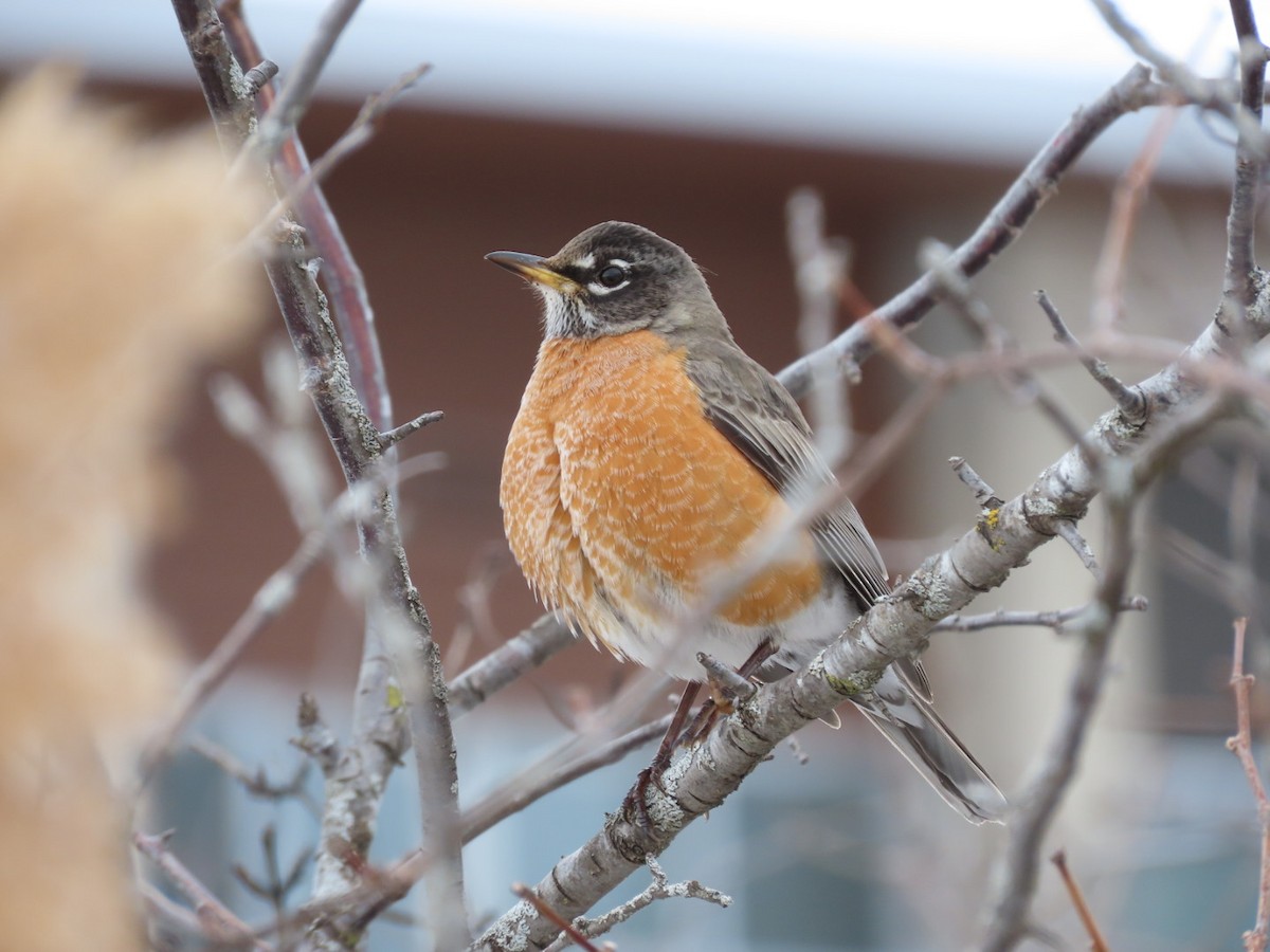 American Robin - ML547086561