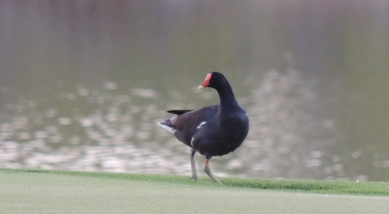 Common Gallinule - ML547086941