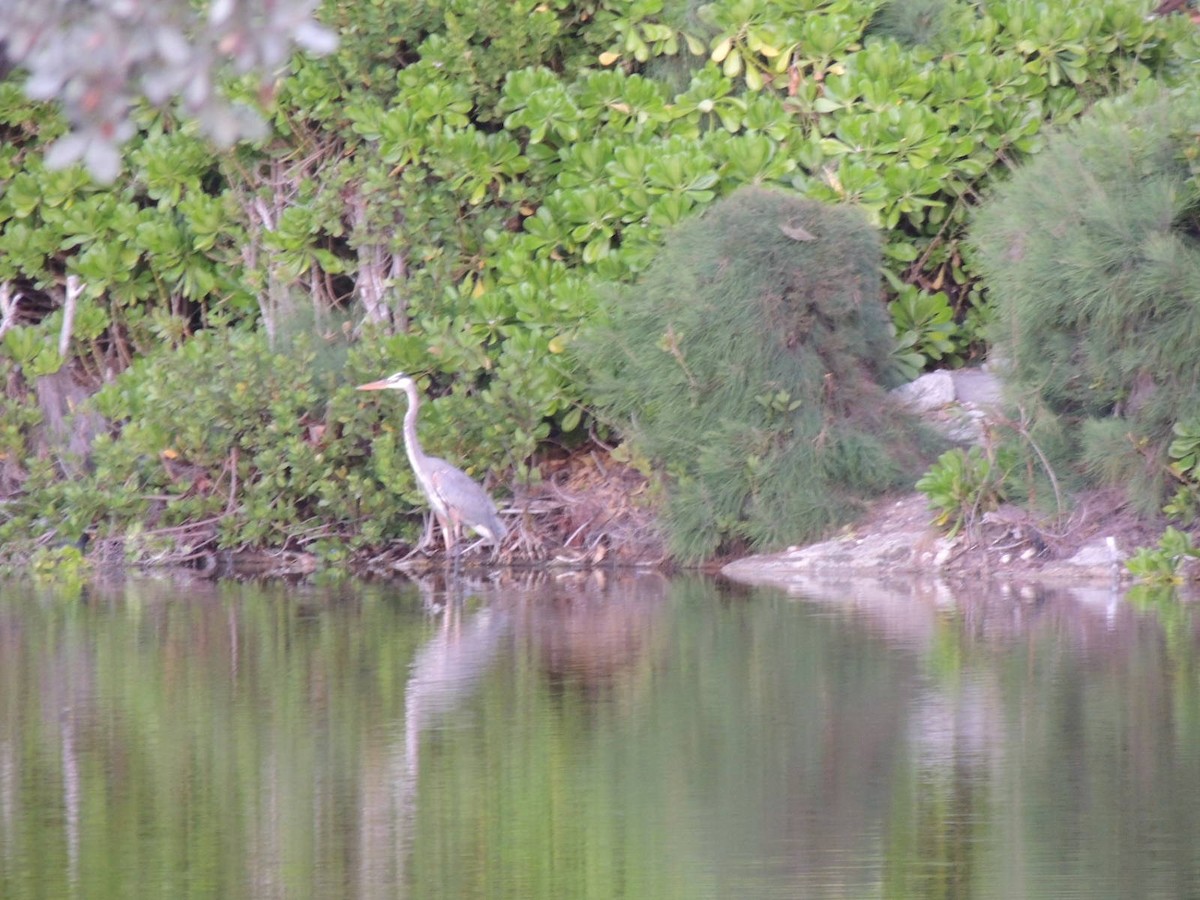 Great Blue Heron - ML547087001