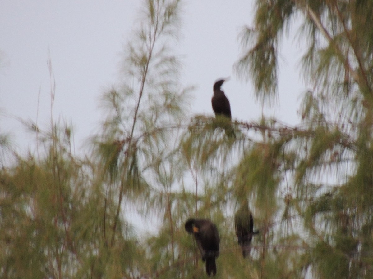Neotropic Cormorant - ML547087441