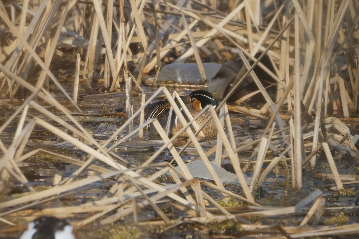 Baikal Teal - Robert Cousins