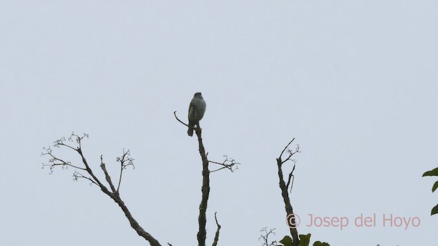 Mistletoe Tyrannulet - ML547087801