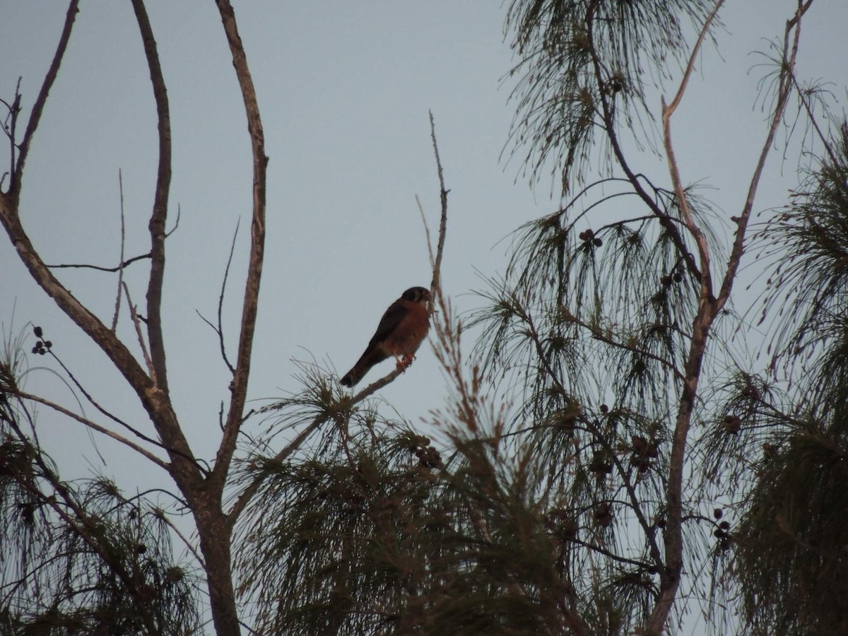 American Kestrel - ML547088021