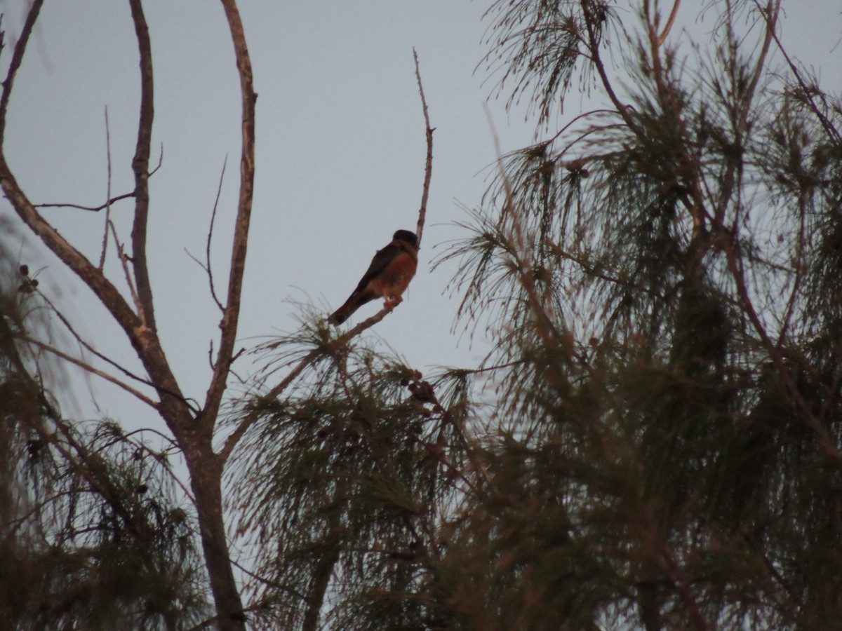 American Kestrel - ML547088141