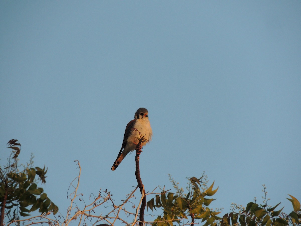American Kestrel - ML547088771