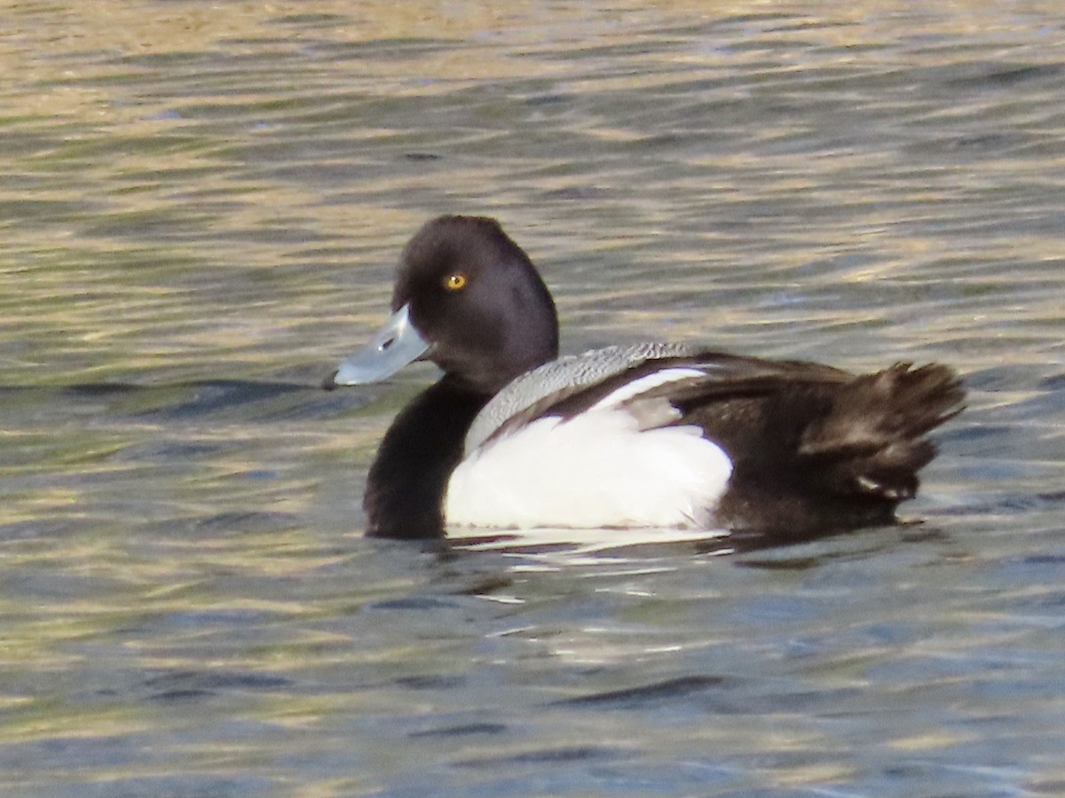 Lesser Scaup - ML547088921