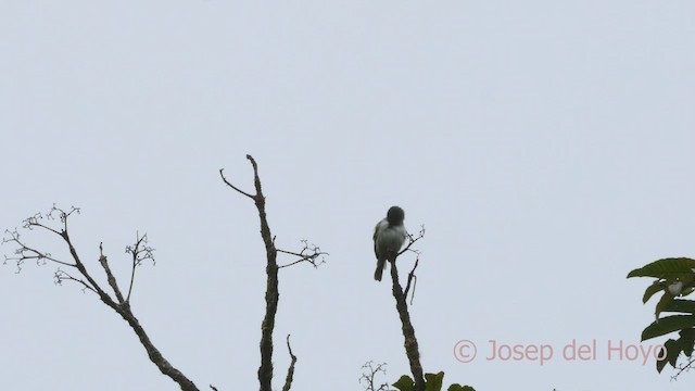 Mistletoe Tyrannulet - ML547089151