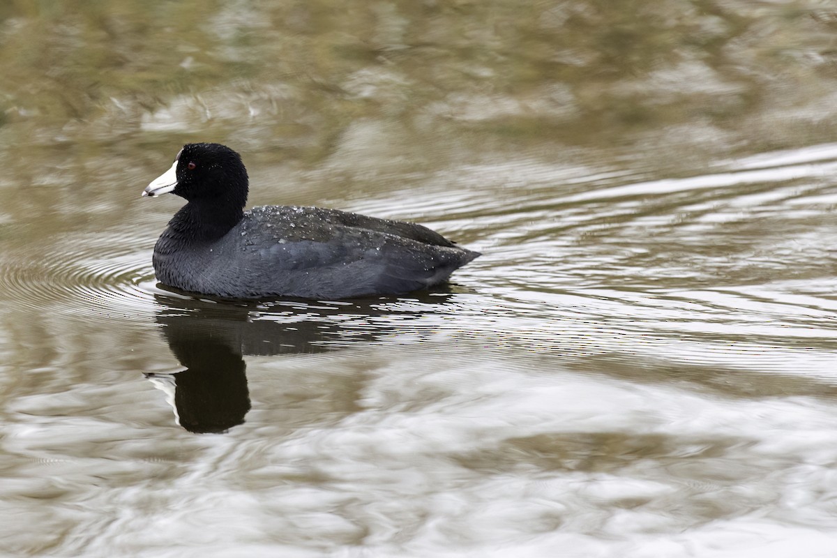 American Coot - Thelma Gátuzzô