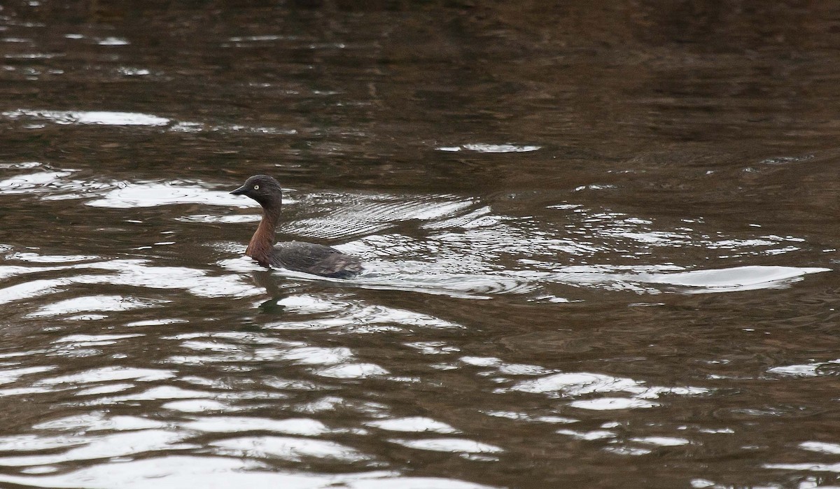 New Zealand Grebe - ML54708981