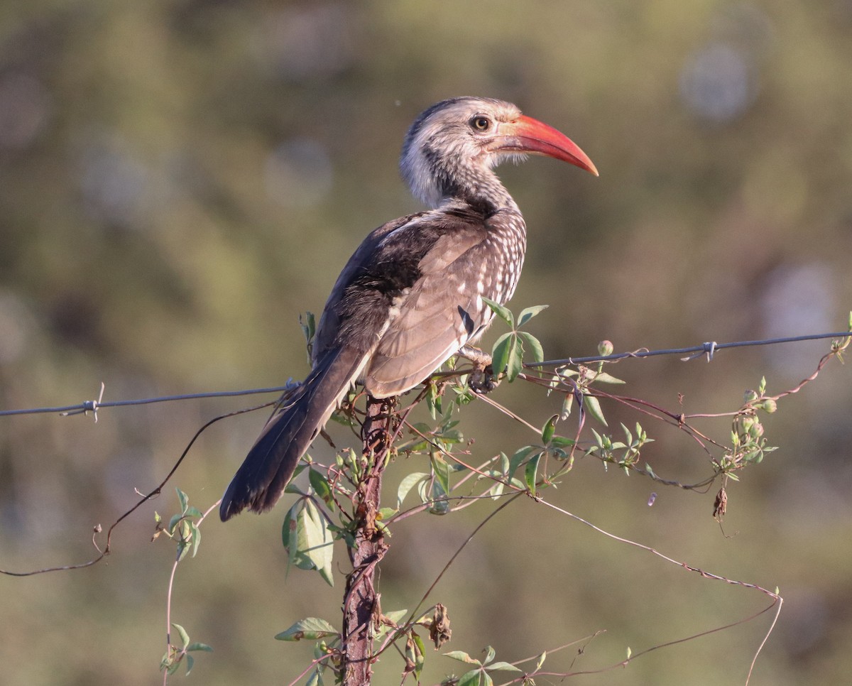 Southern Red-billed Hornbill - Herman Viviers