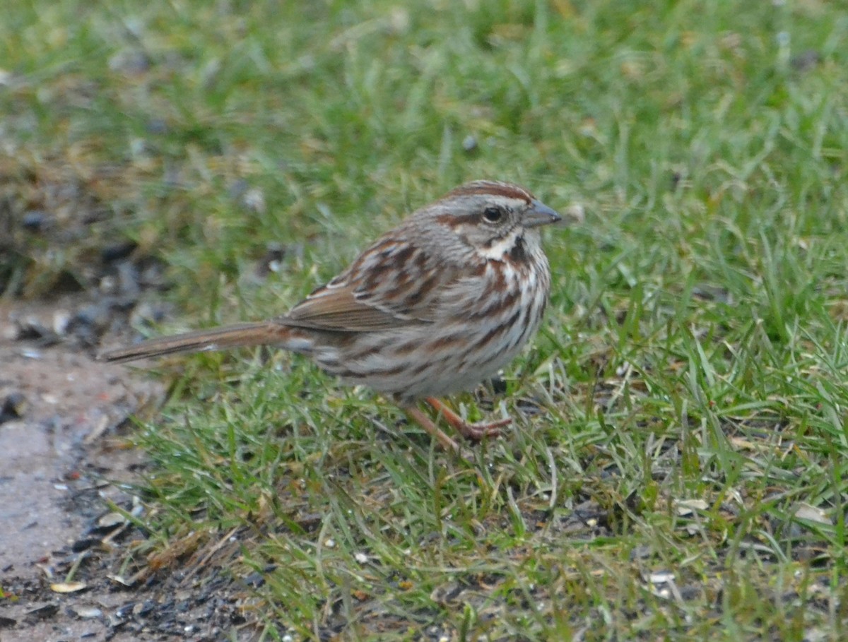 Song Sparrow - Peggy Mabb