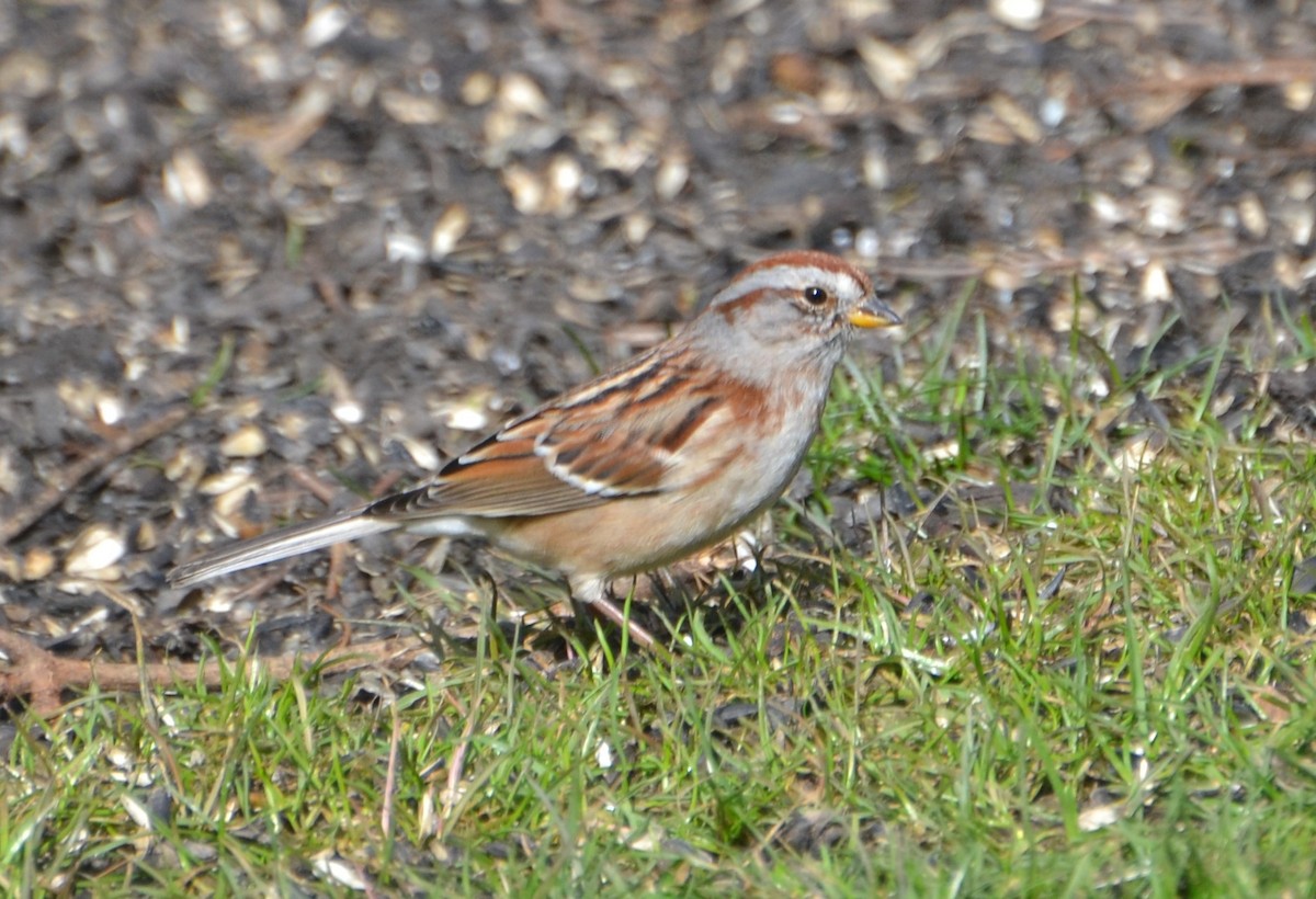 American Tree Sparrow - Peggy Mabb