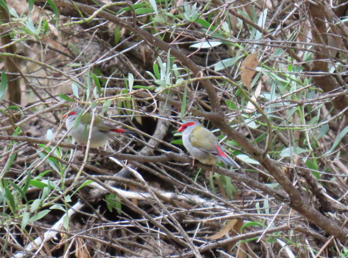 Red-browed Firetail - ML547094411