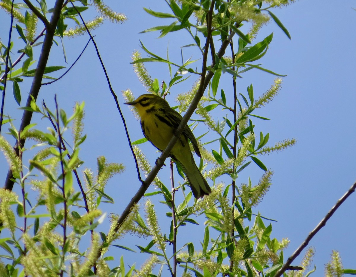 Prairie Warbler - ML54709471
