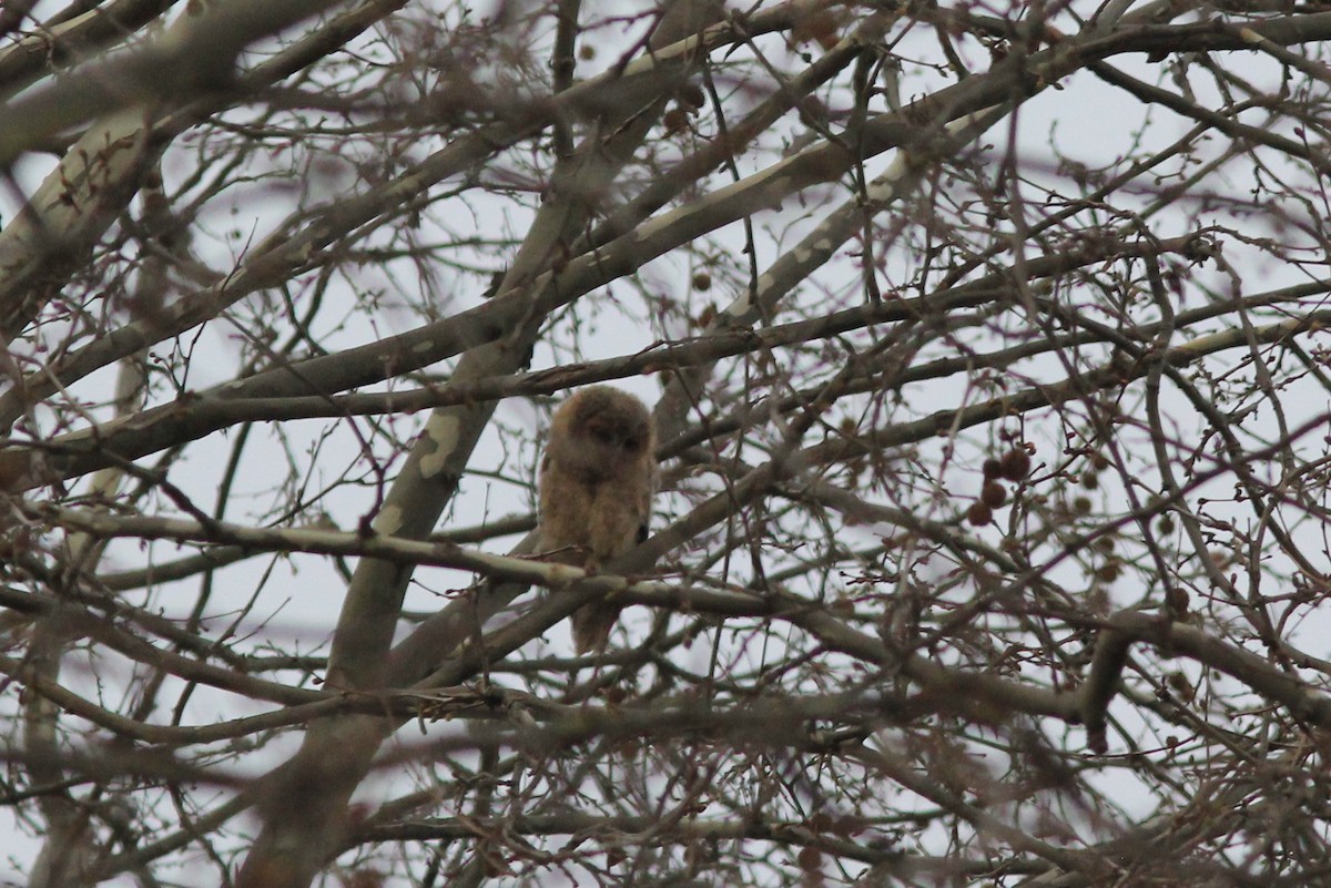 Tawny Owl - ML547095761