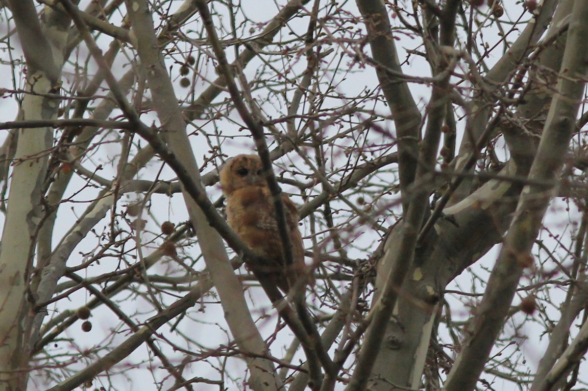 Tawny Owl - ML547095771