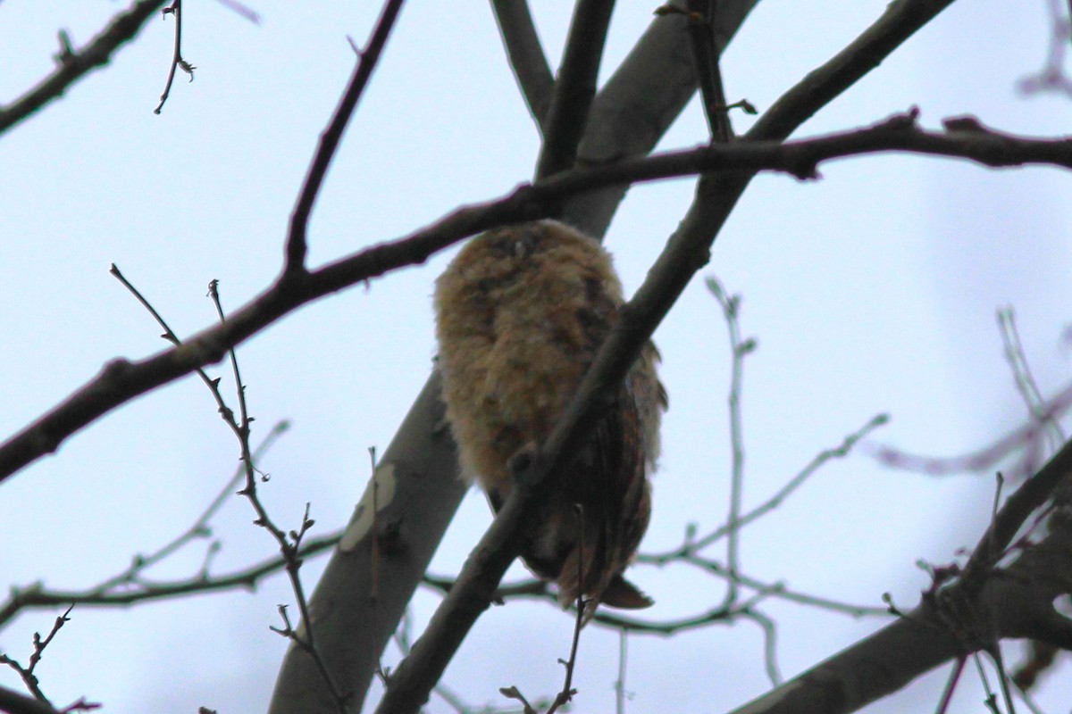 Tawny Owl - ML547095861