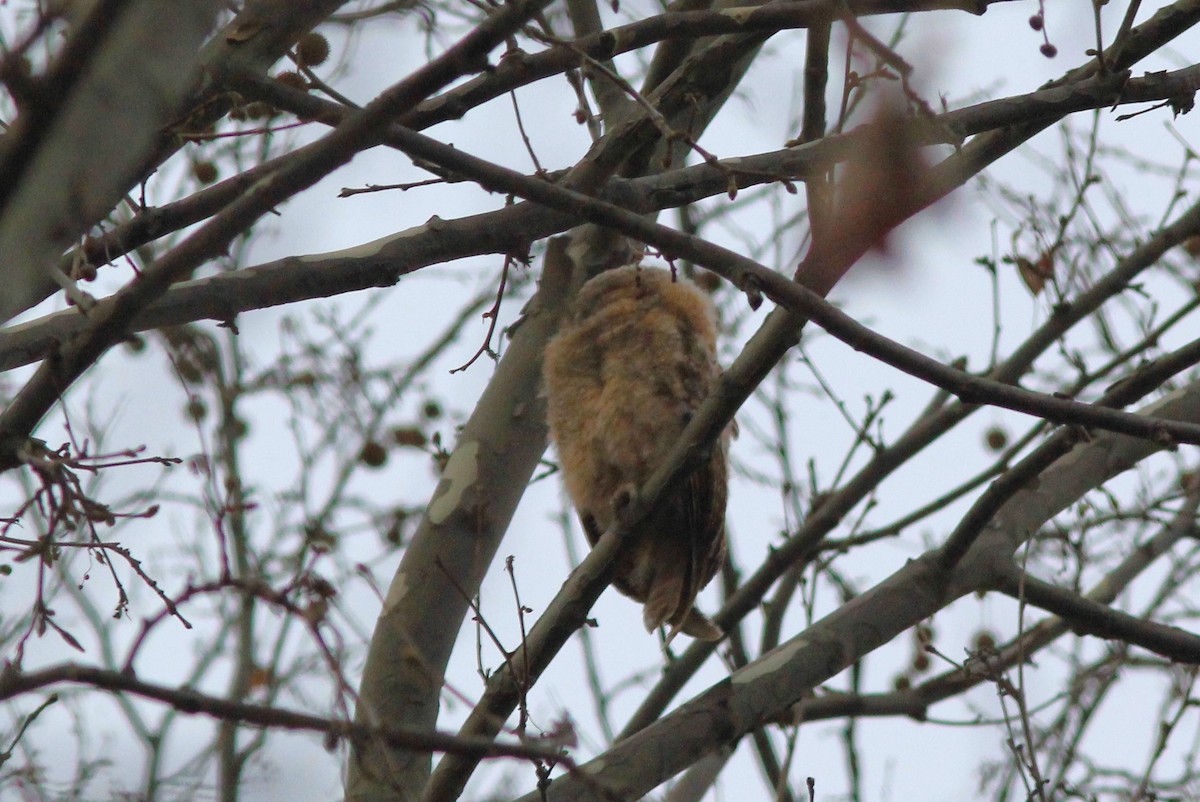 Tawny Owl - ML547095891