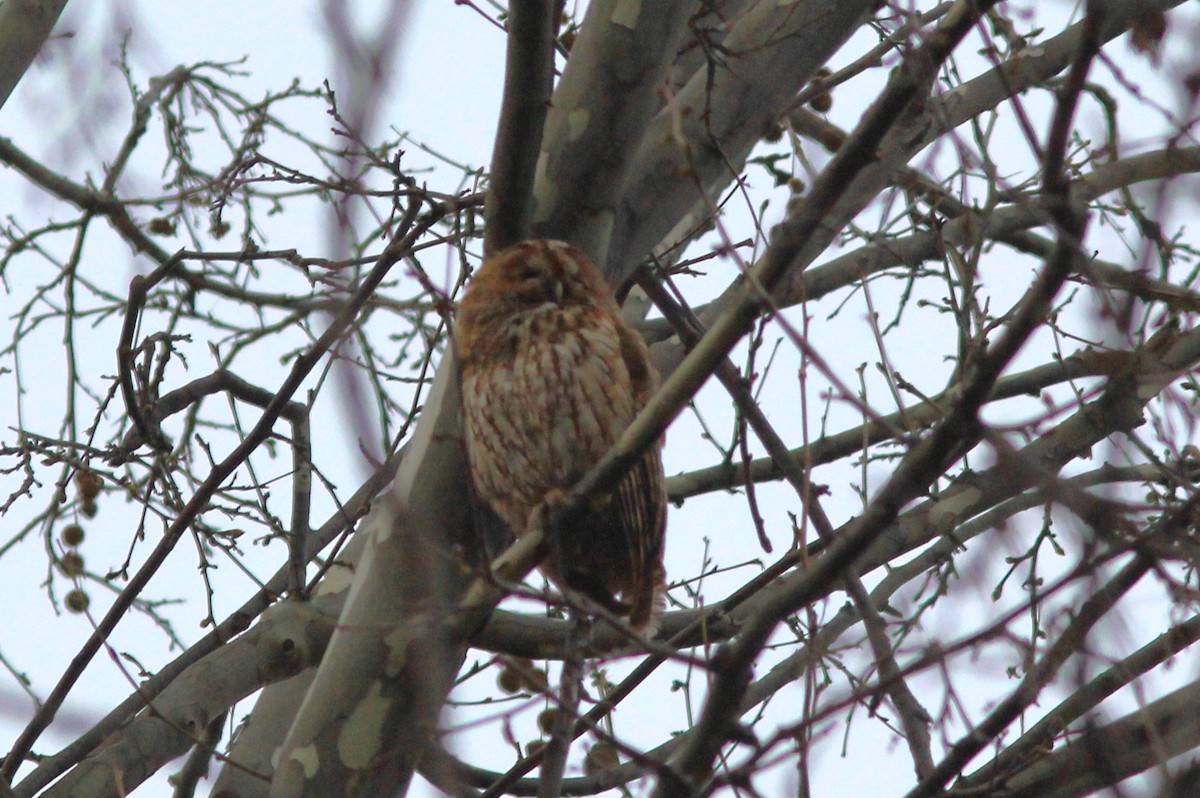 Tawny Owl - ML547095991