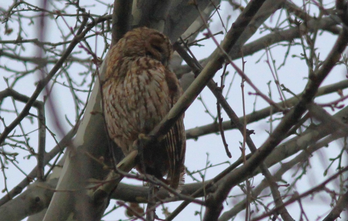 Tawny Owl - ML547096011