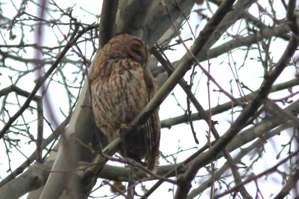 Tawny Owl - ML547096061