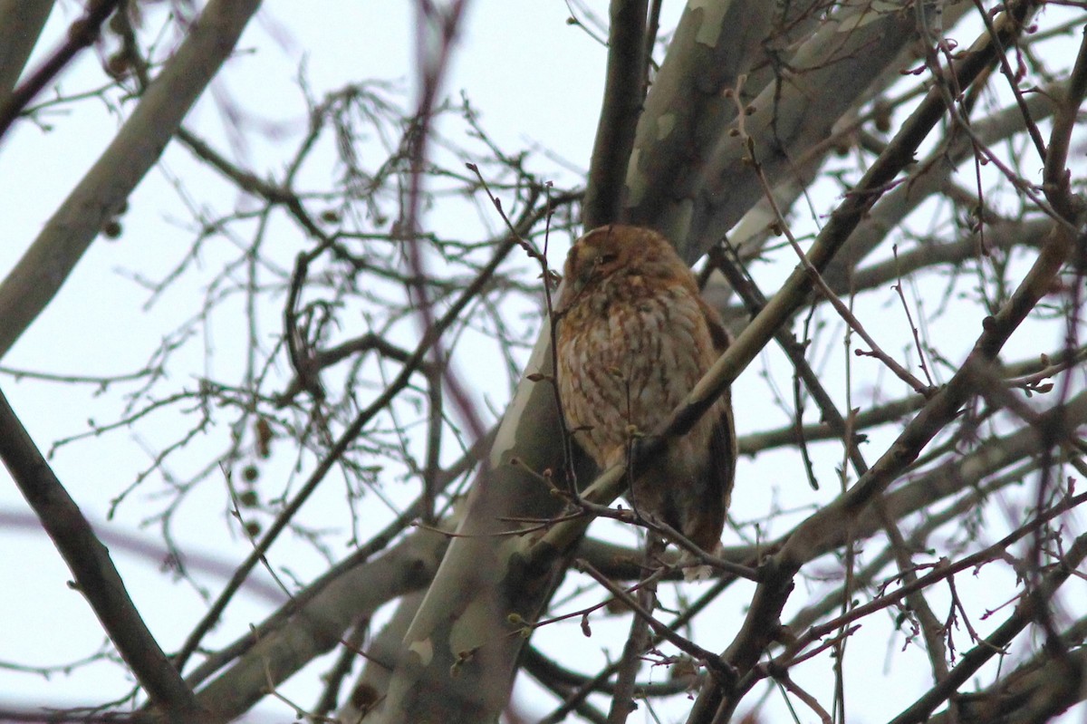 Tawny Owl - ML547096161