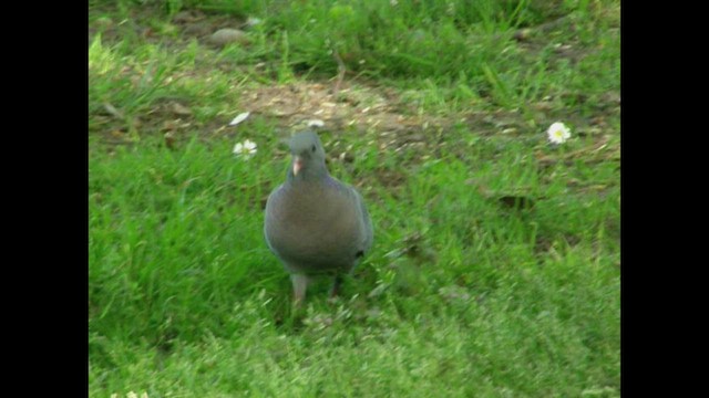 Stock Dove - ML547097731