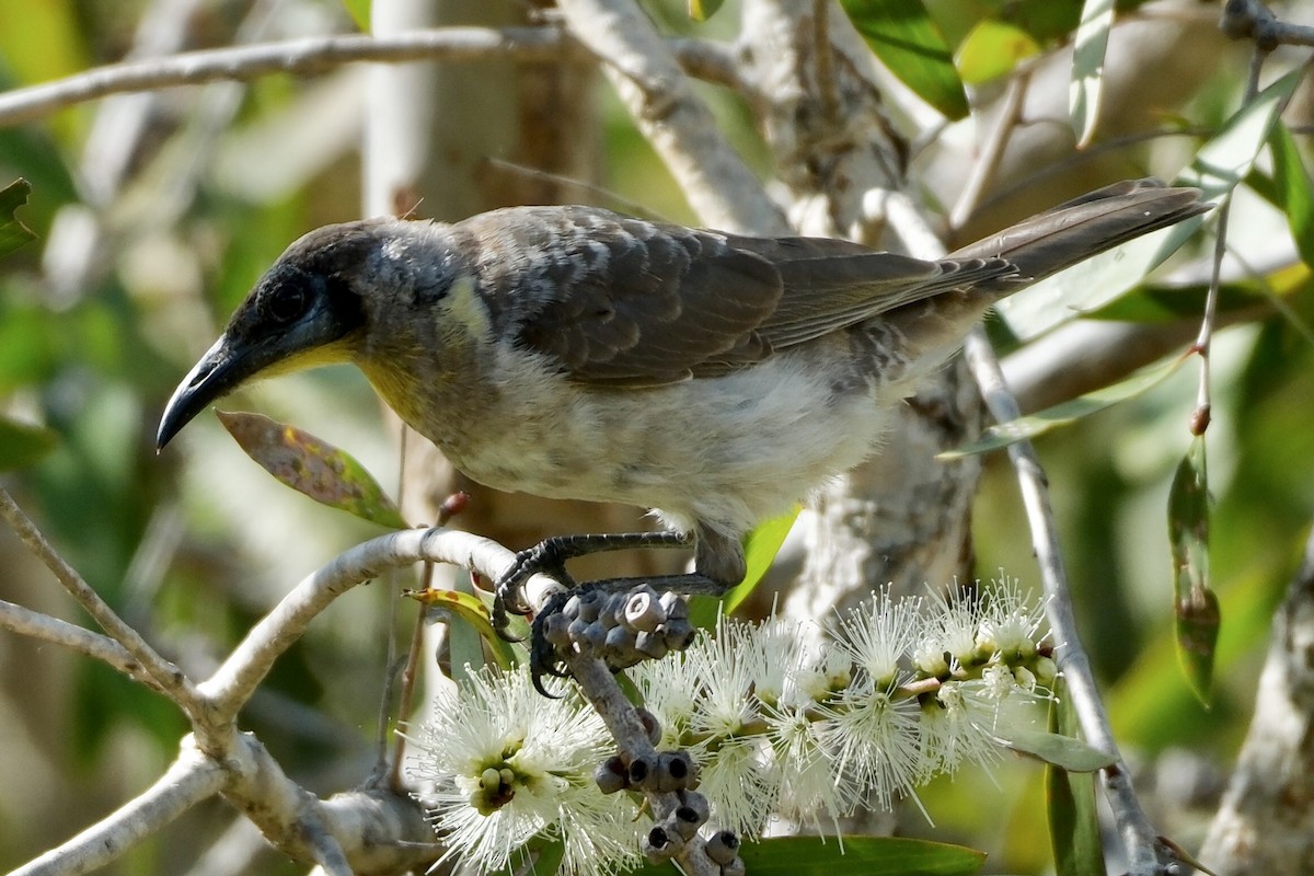 Little Friarbird - Adrian Brooks