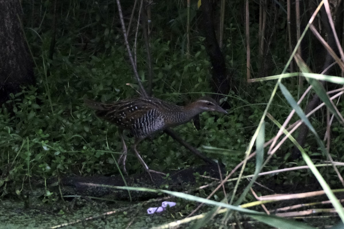 Buff-banded Rail - ML547098461