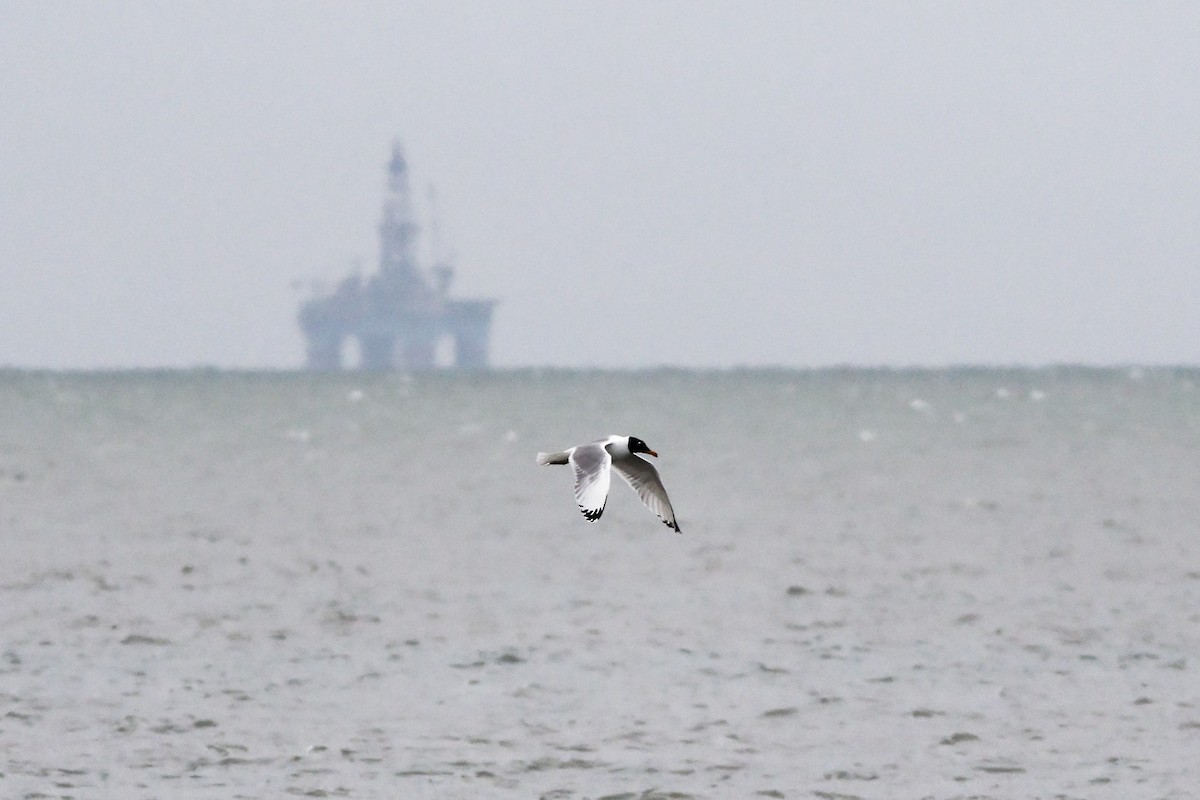 Pallas's Gull - ML547098531