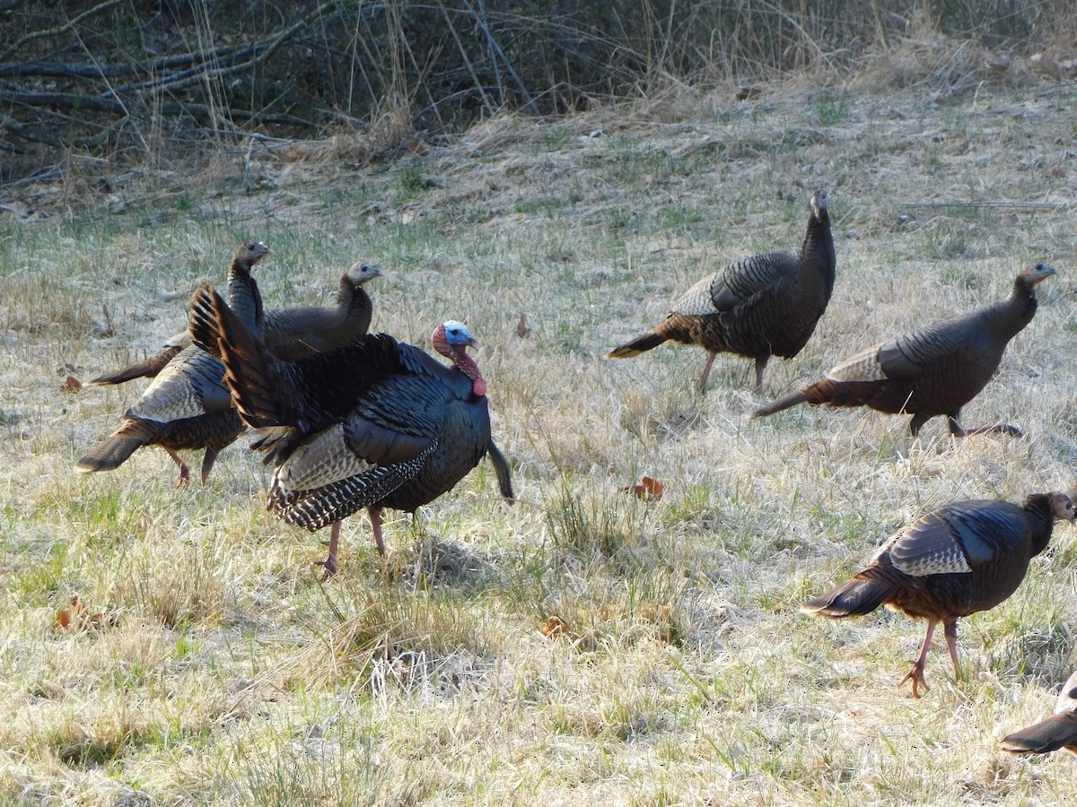 Wild Turkey - ML547099891