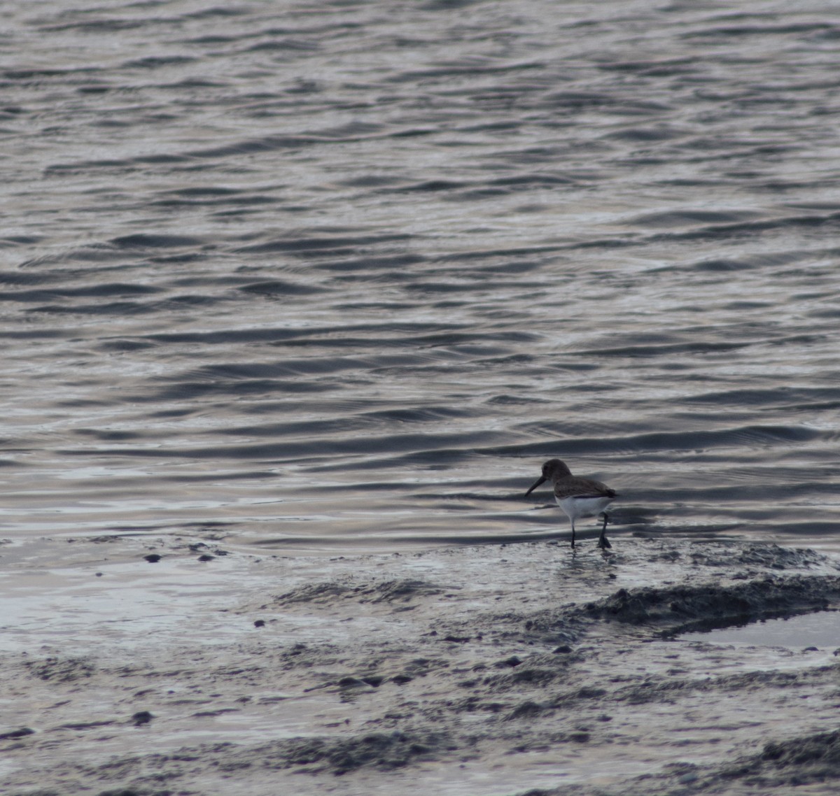 Dunlin - ML547101051