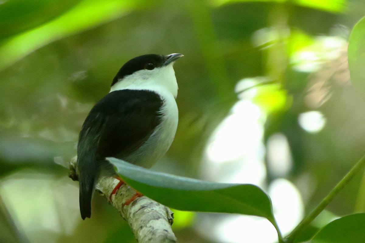 White-bearded Manakin - ML547101991