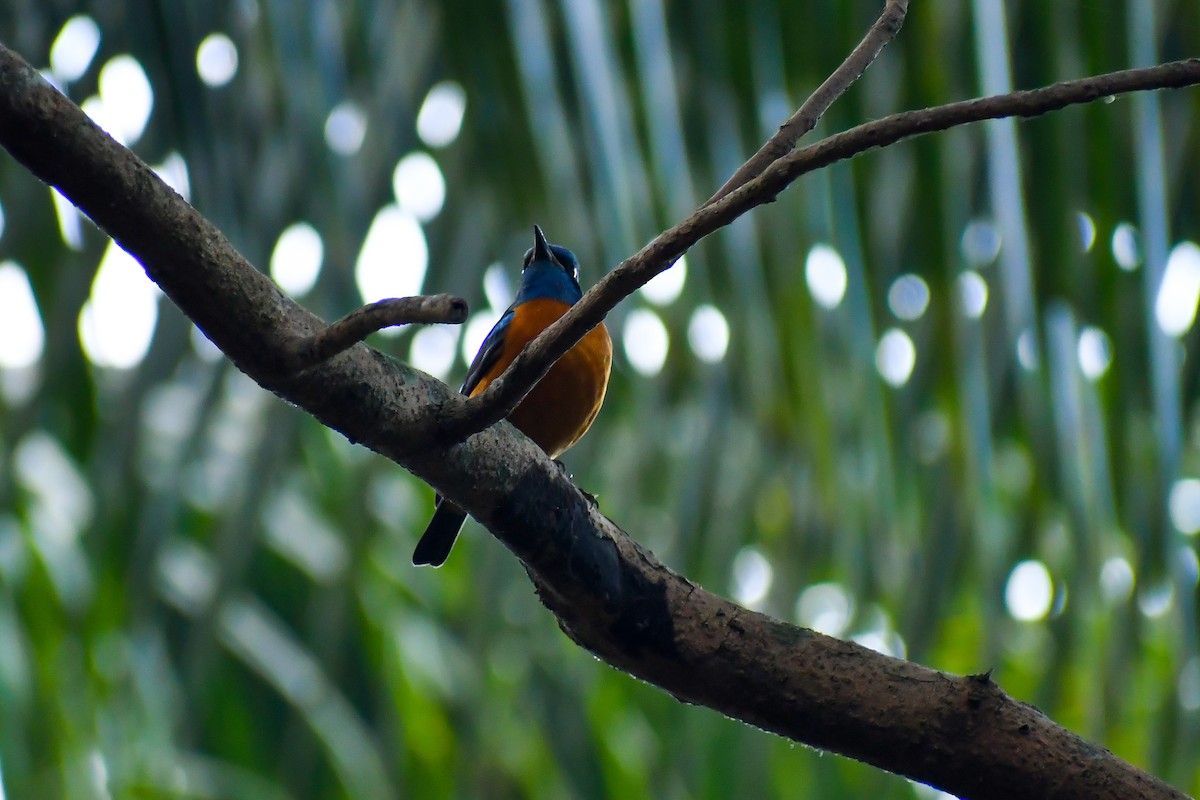 Blue-capped Rock-Thrush - ML547102831