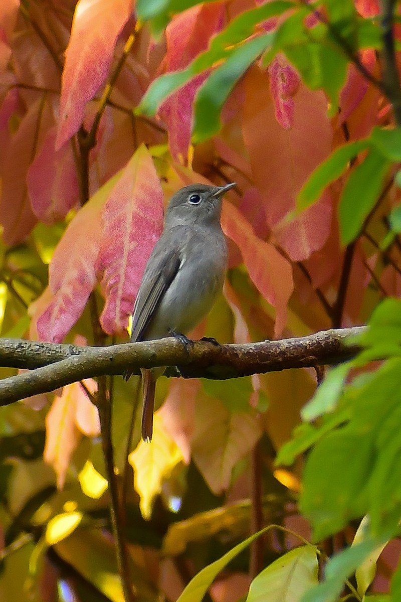 Rusty-tailed Flycatcher - ML547102891