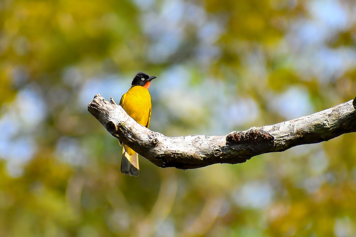 Flame-throated Bulbul - ML547103021