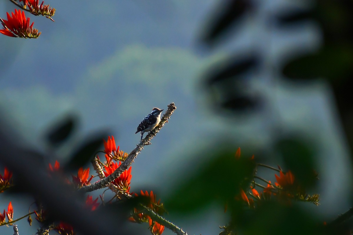 Brown-capped Pygmy Woodpecker - ML547103091