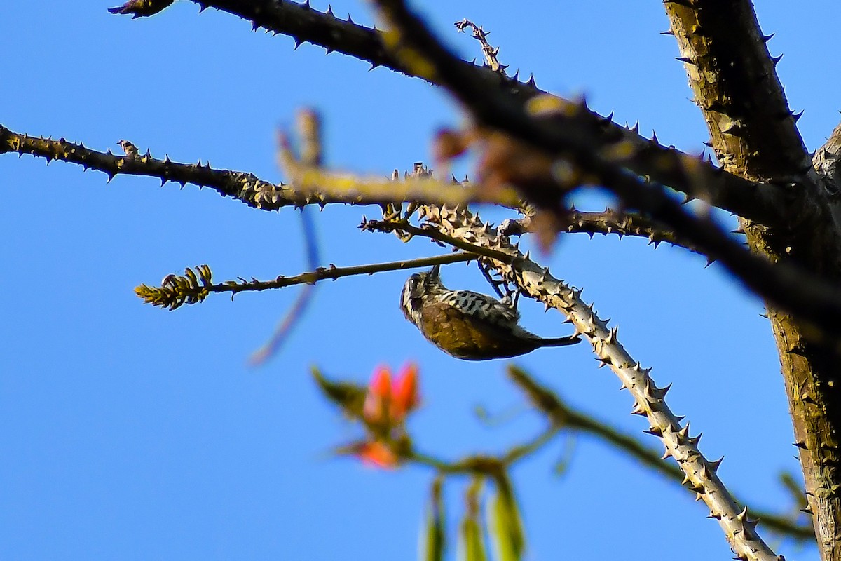 Speckled Piculet - ML547103131