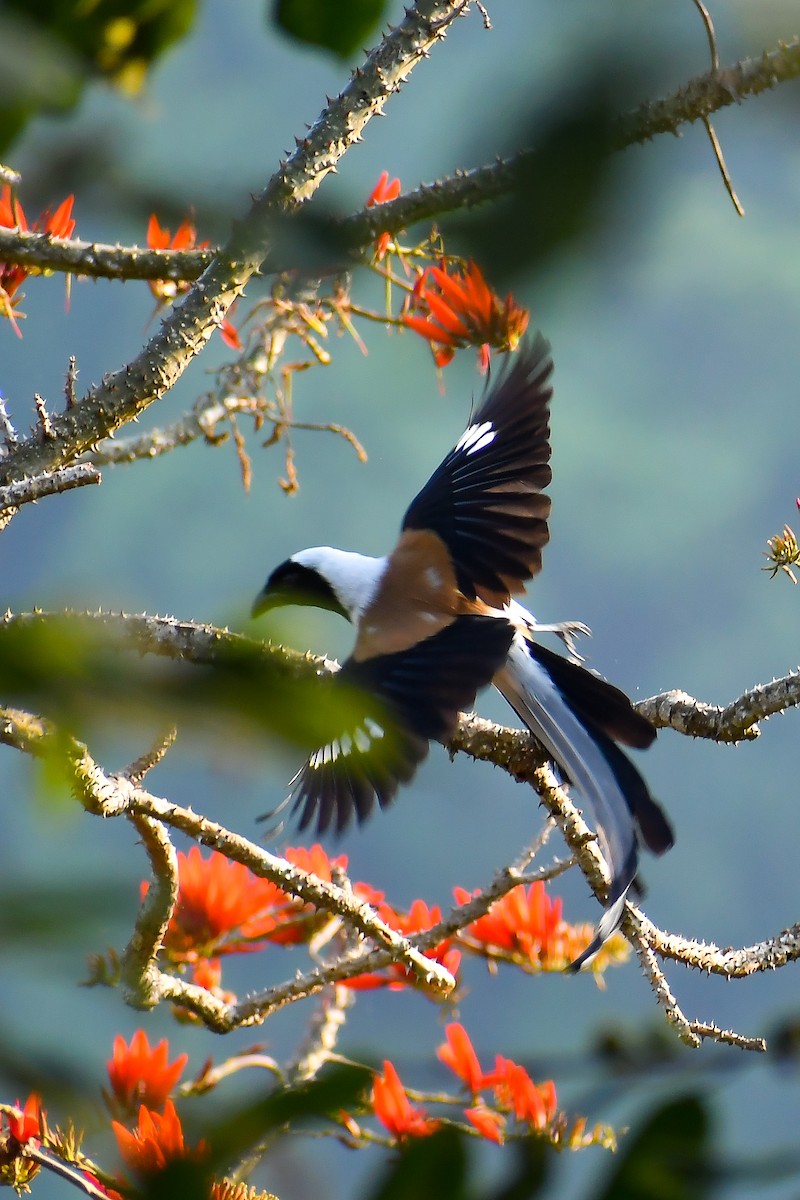 White-bellied Treepie - ML547103271