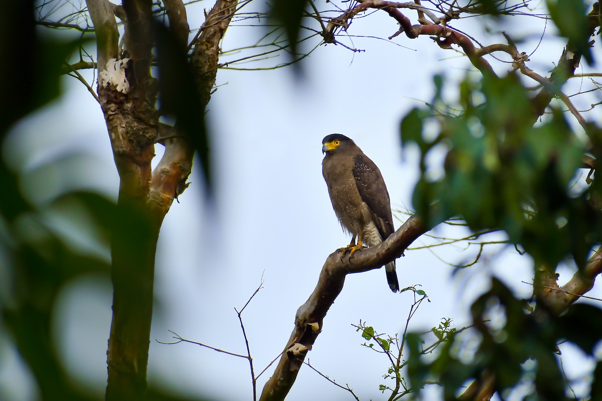 Crested Serpent-Eagle - Krishnankutty KN