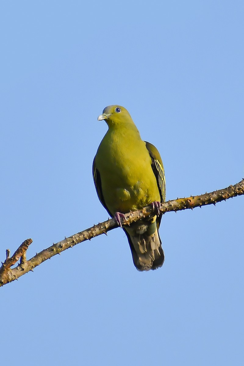 Gray-fronted Green-Pigeon - Krishnankutty KN