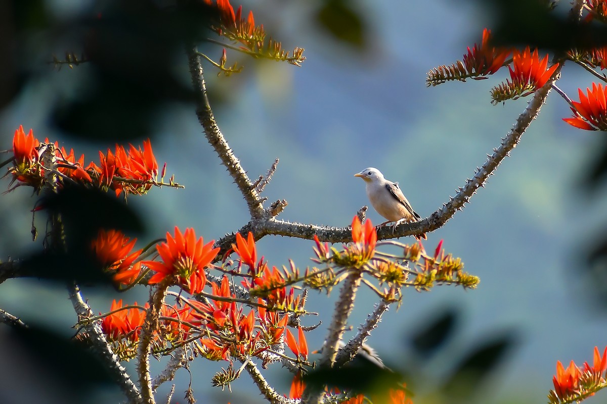 Malabar Starling - ML547103531