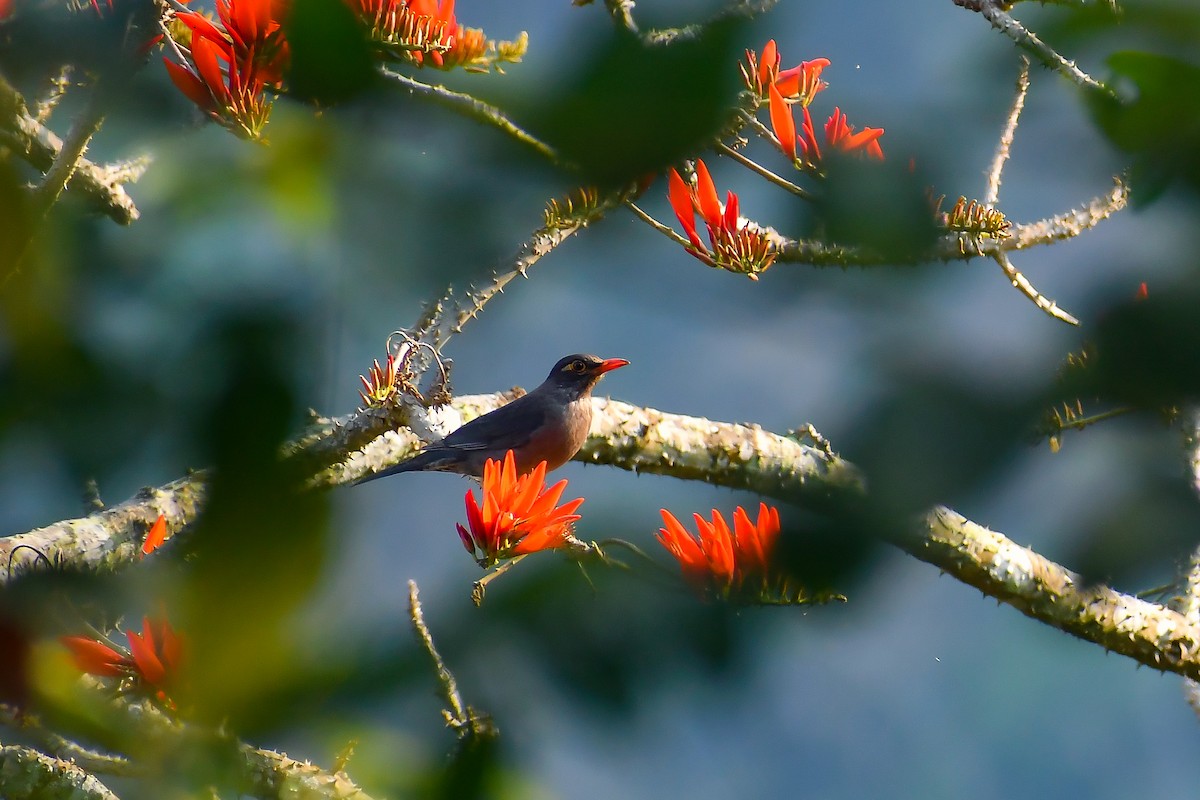 Indian Blackbird - ML547103641