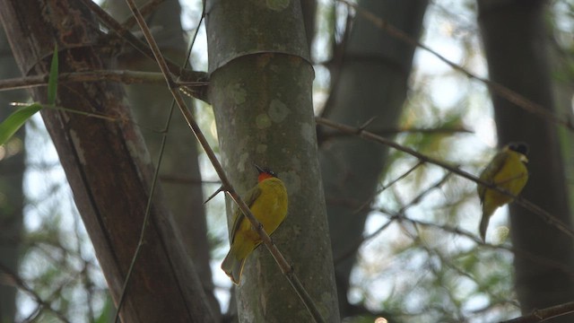 Flame-throated Bulbul - ML547103711