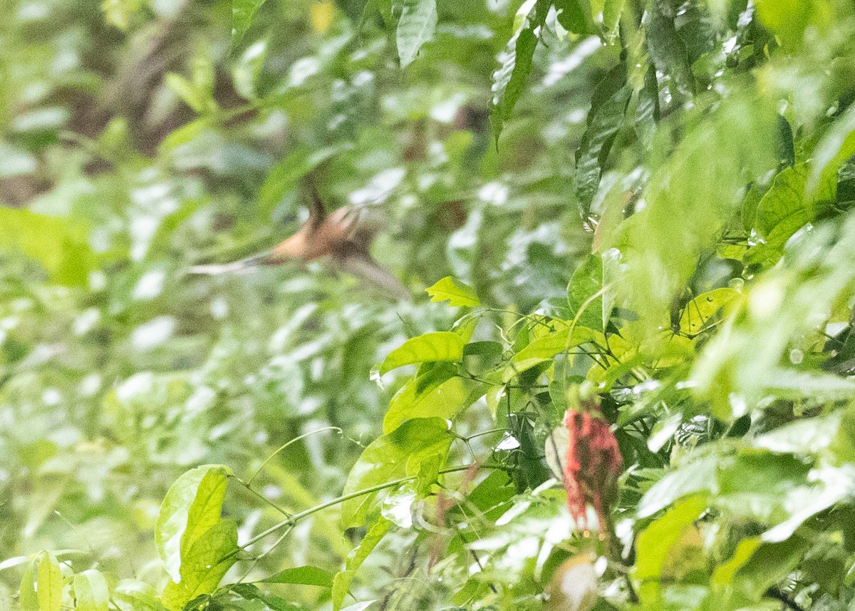 Солнечный колибри-отшельник - ML547103771