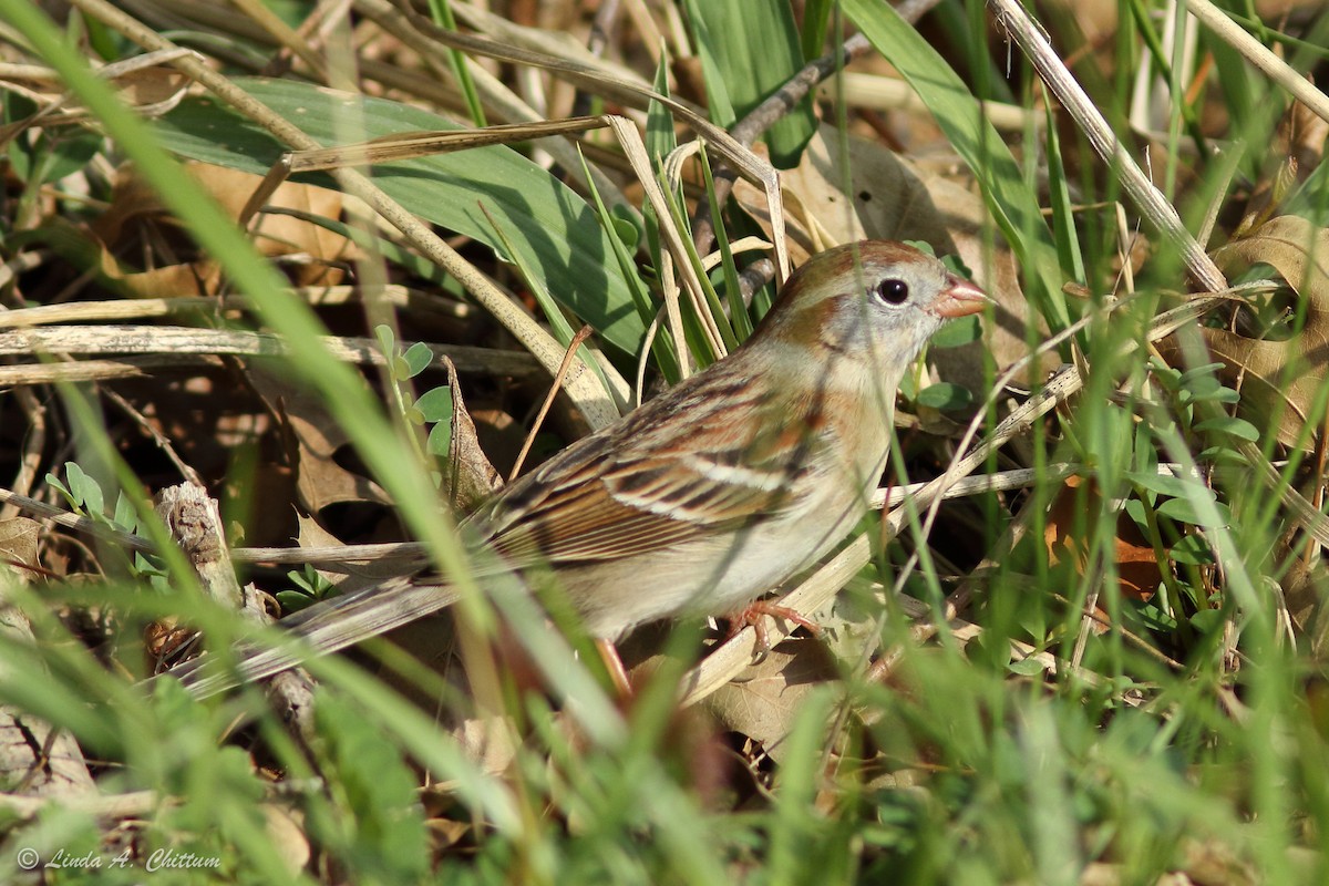 Field Sparrow - ML54710411