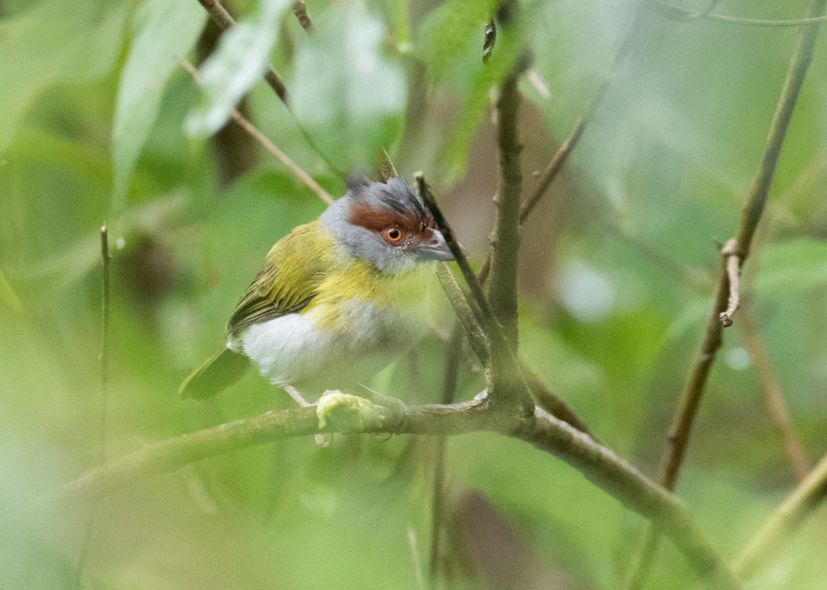 Rufous-browed Peppershrike - ML547104511